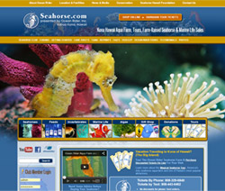 Seahorse.com | Oceanrider Inc.
